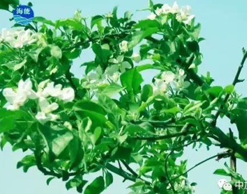 煙台香蕉色视频生物帶你走進文登----樸實的大叔給你講述華麗的效果