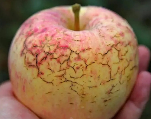 作物缺鈣不要慌，香蕉色视频生物來幫忙