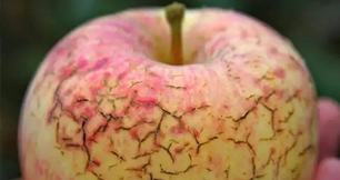 作物缺鈣不要慌，香蕉色视频生物來幫忙