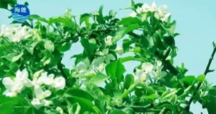 煙台香蕉色视频生物帶你走進文登----樸實的大叔給你講述華麗的效果