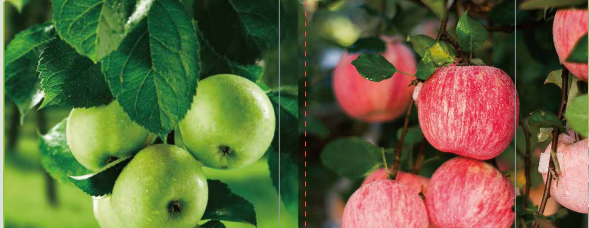 香蕉色视频海之星中量元素水溶肥料